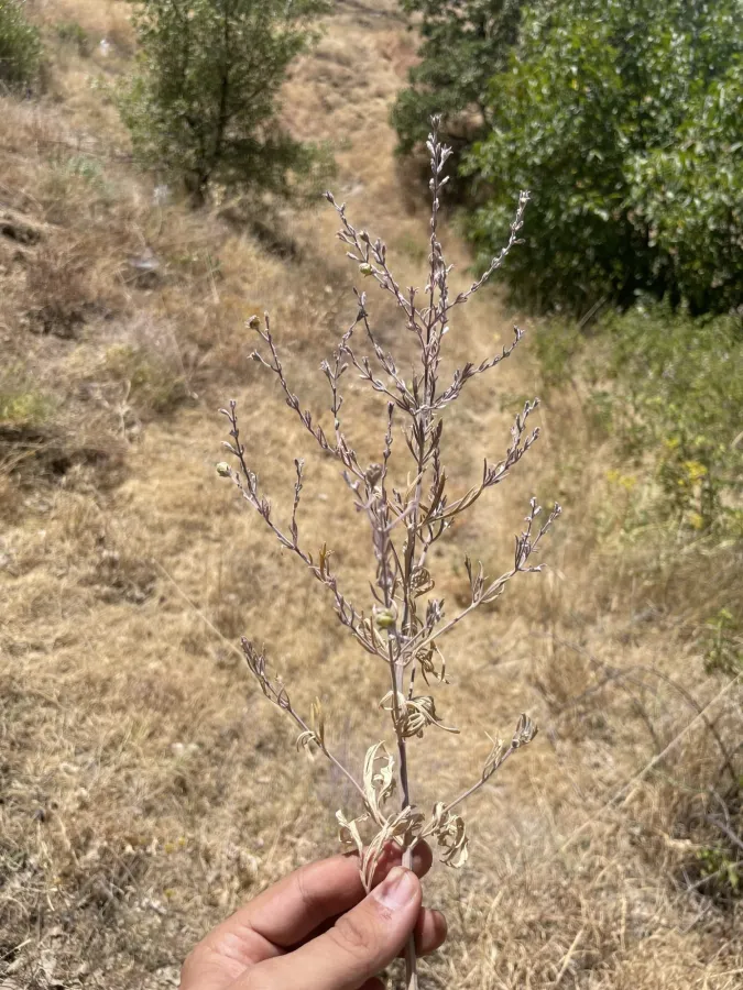 Teucrium orientale