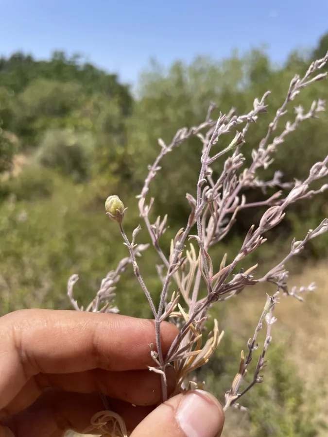 Teucrium orientale