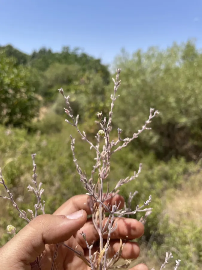 Teucrium orientale