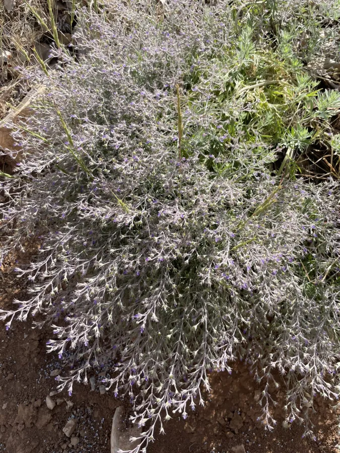 Teucrium parviflorum