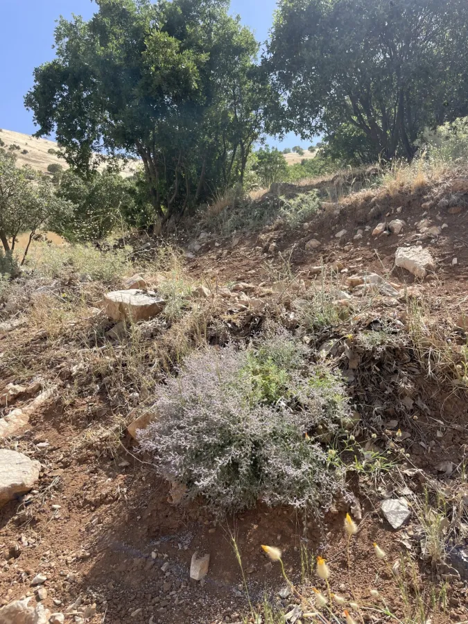Teucrium parviflorum
