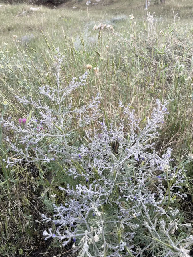 Teucrium parviflorum