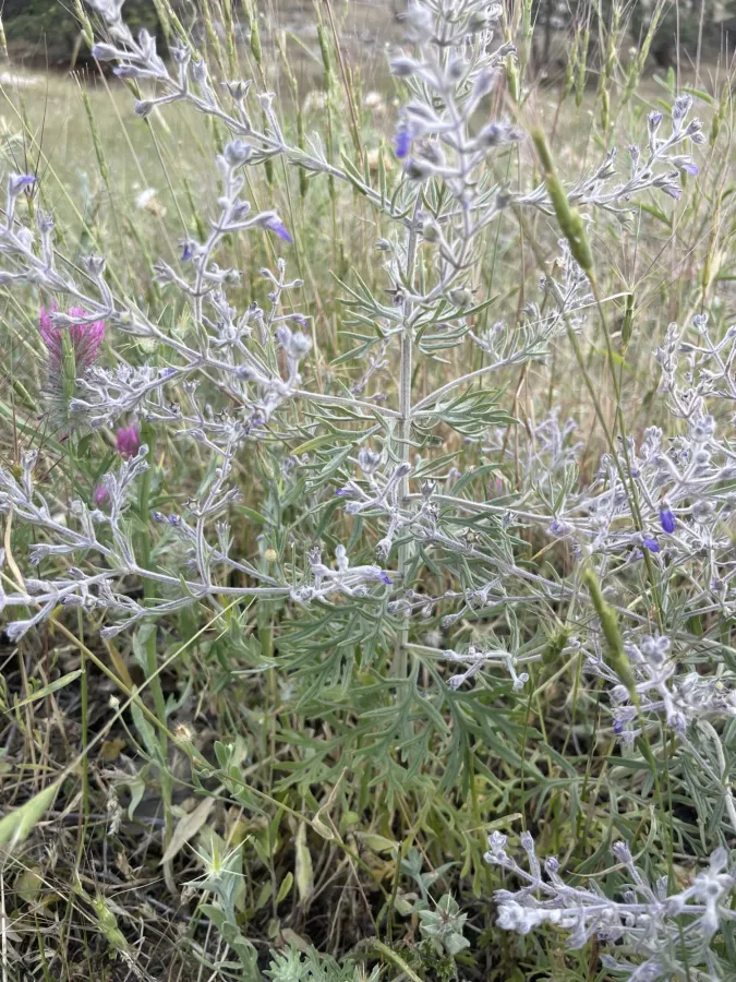 Teucrium parviflorum