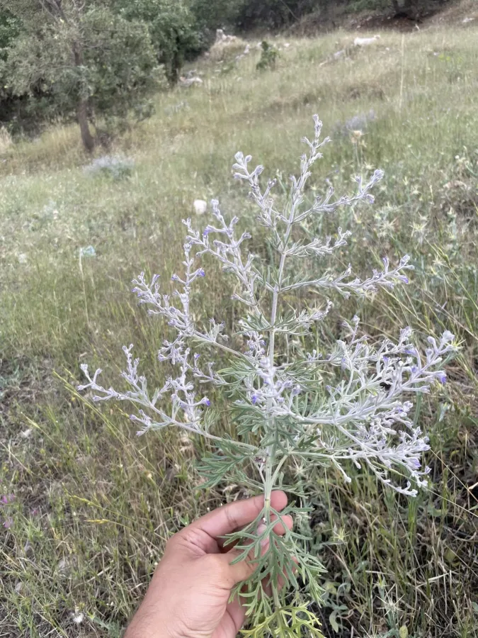 Teucrium parviflorum