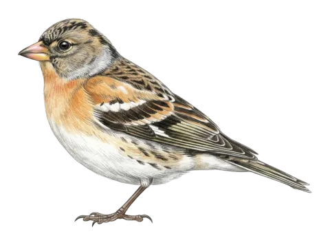 Brambling