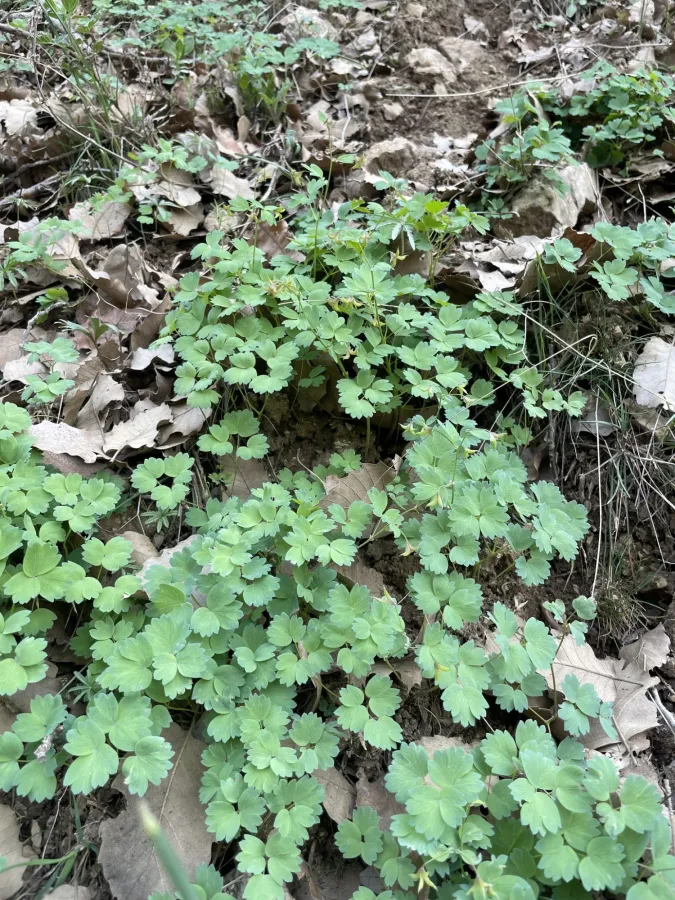 Thalictrum sultanabadense