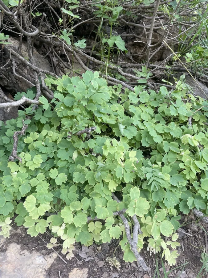 Thalictrum sultanabadense