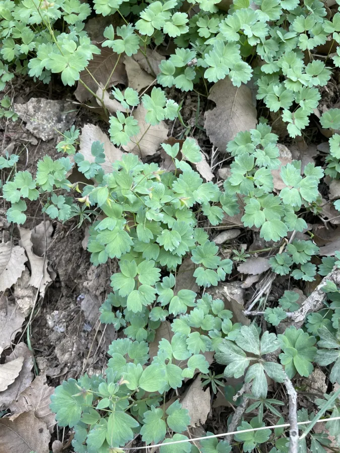 Thalictrum sultanabadense