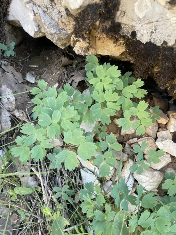 Thalictrum sultanabadense