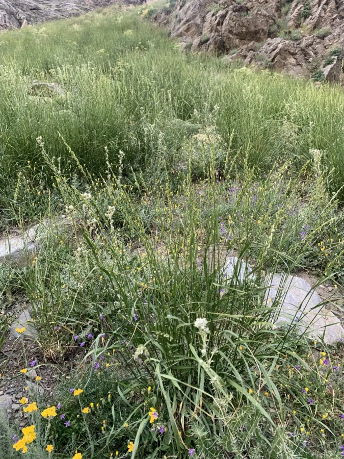 Thinopyrum intermedium