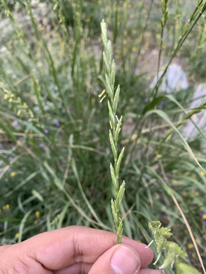 Thinopyrum intermedium