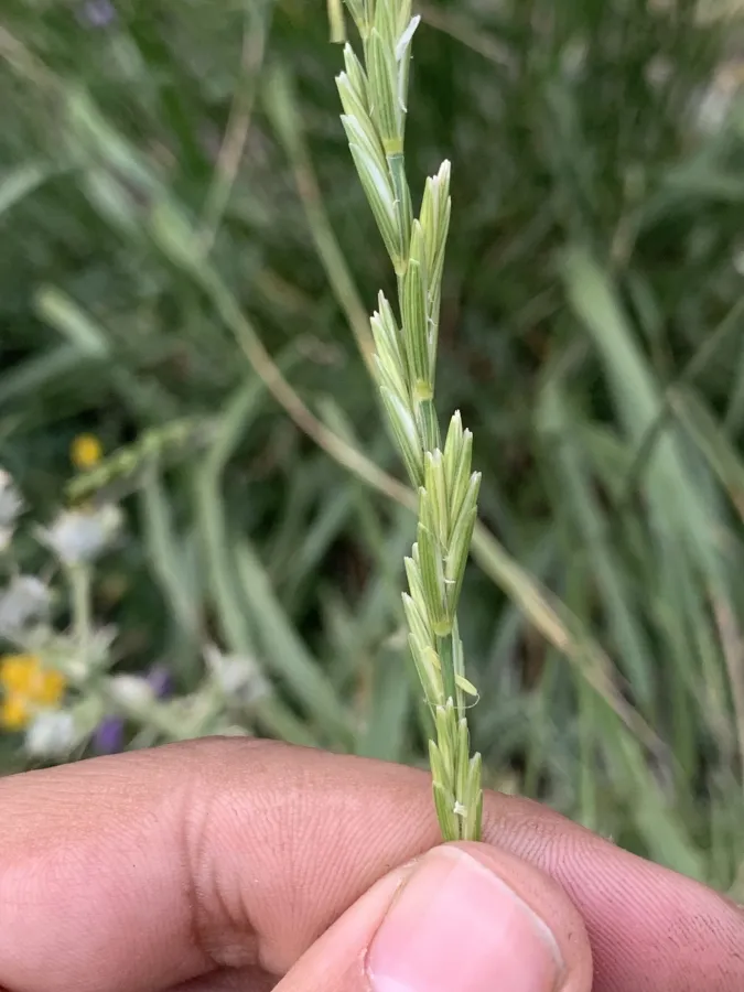 Thinopyrum intermedium