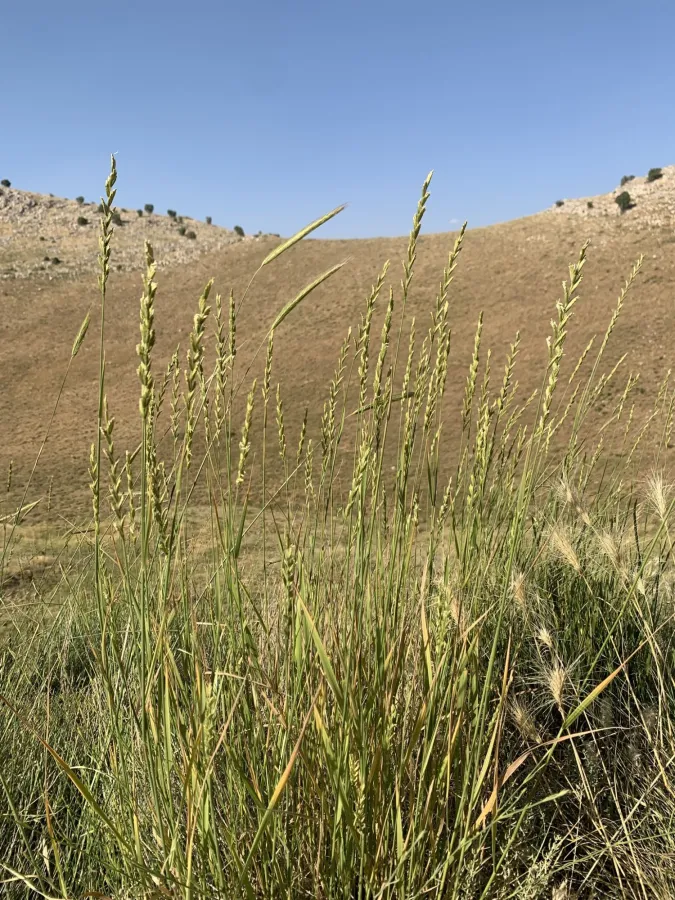 Thinopyrum podperae