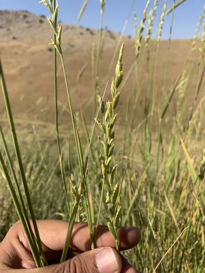 Thinopyrum podperae