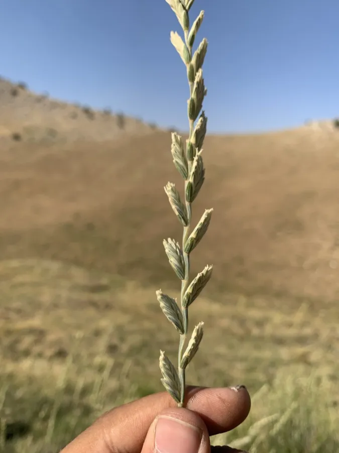 Thinopyrum podperae