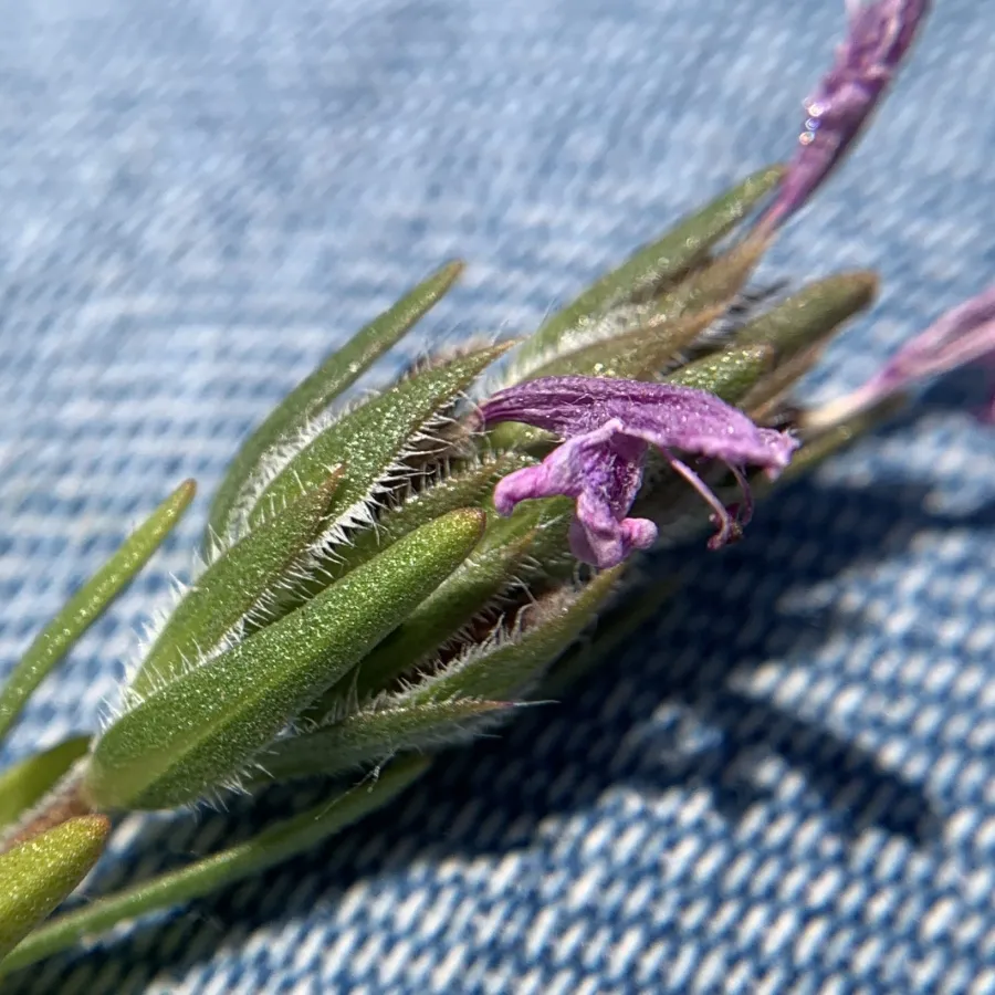Thymbra spicata