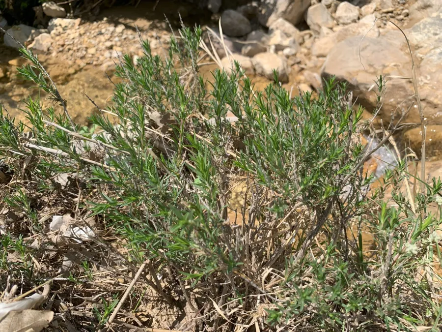 Thymbra spicata
