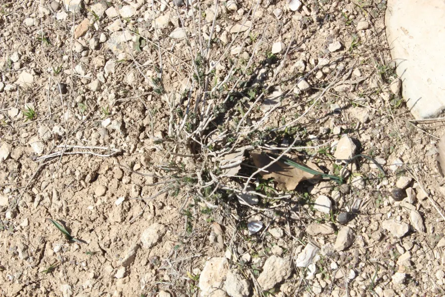 Thymbra spicata