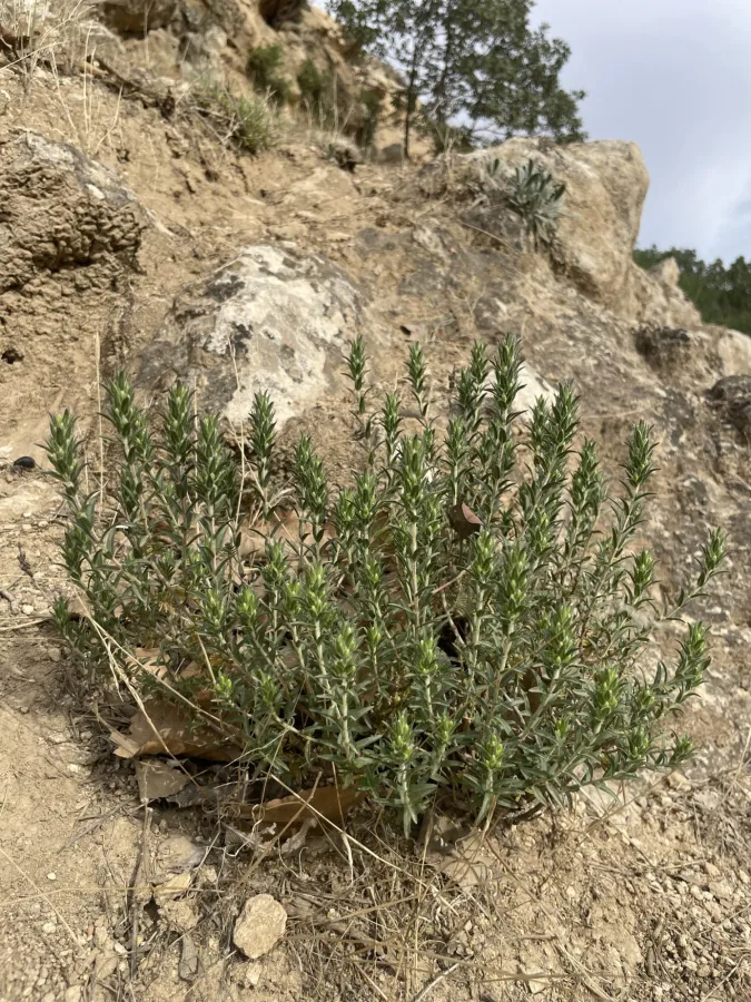 Thymbra spicata