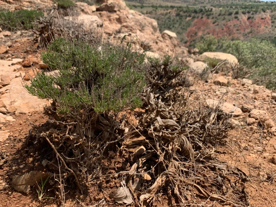 Thymbra spicata