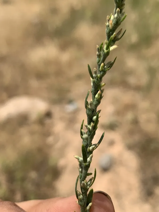 Thymelaea passerina