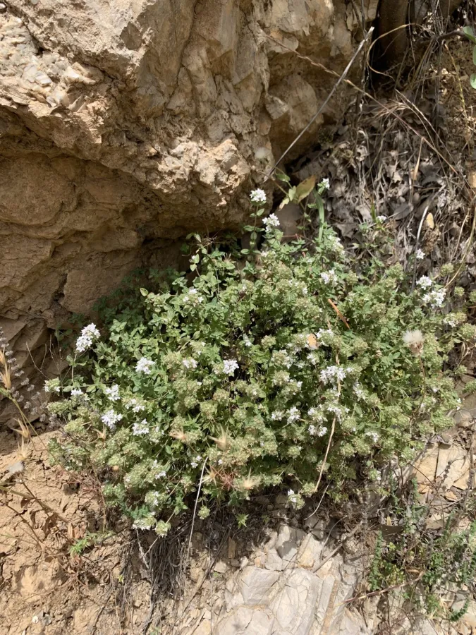 Thymus eriocalyx