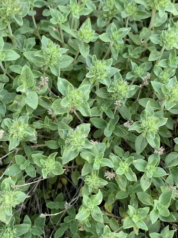 Thymus eriocalyx