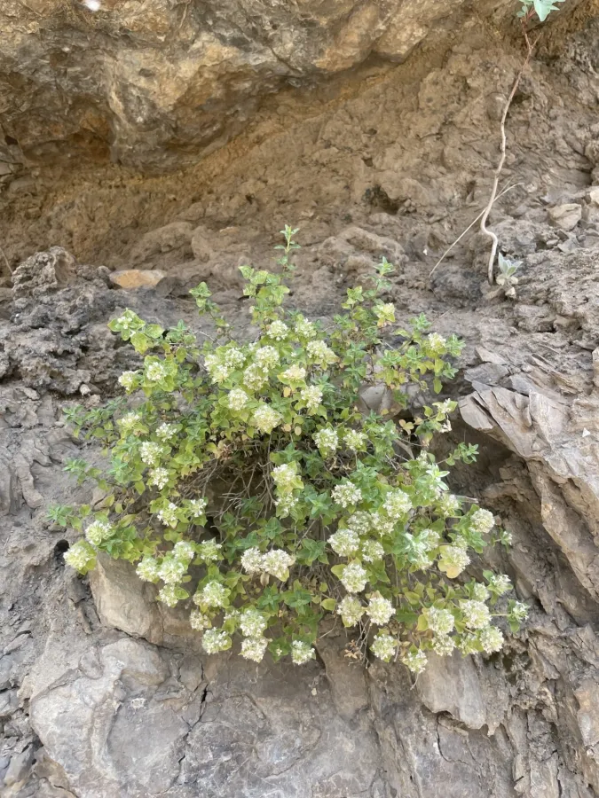 Thymus eriocalyx