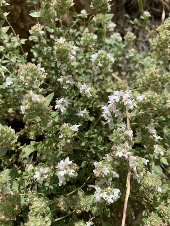 Thymus eriocalyx