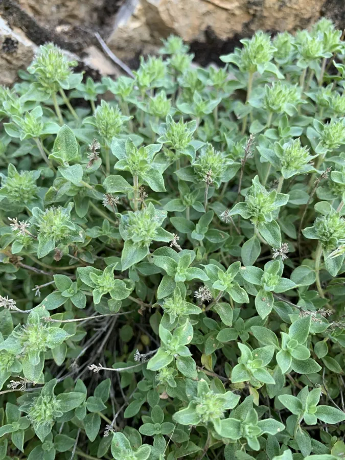 Thymus eriocalyx