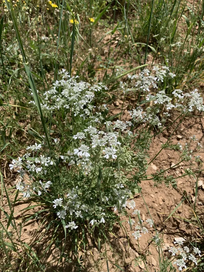 Tordylium aegyptiacum