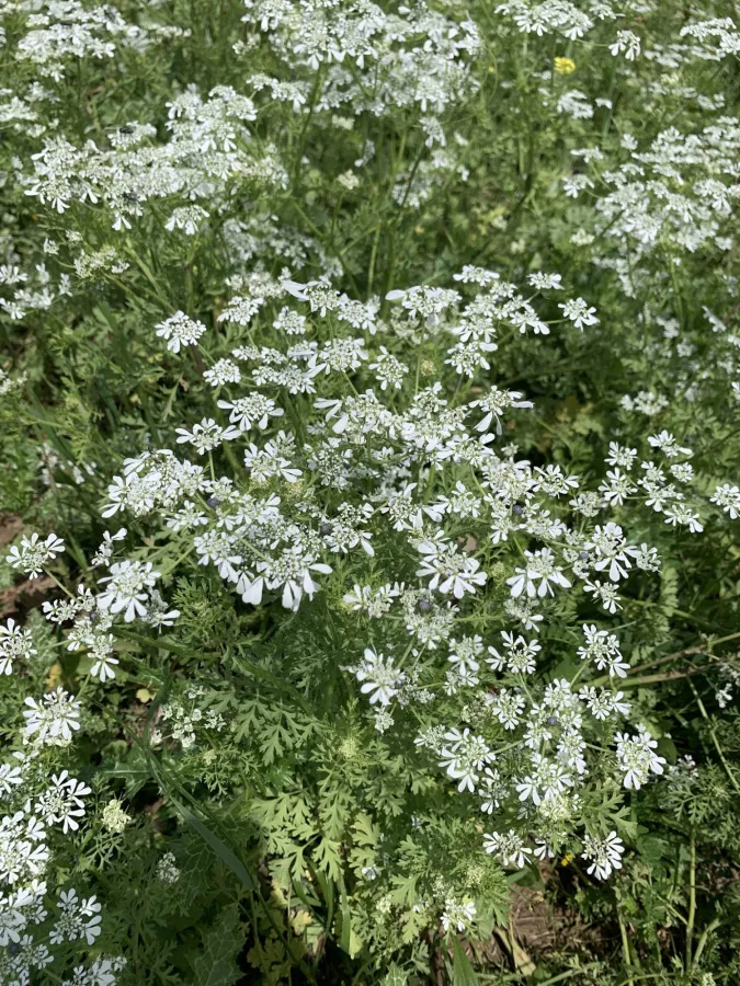 Tordylium aegyptiacum