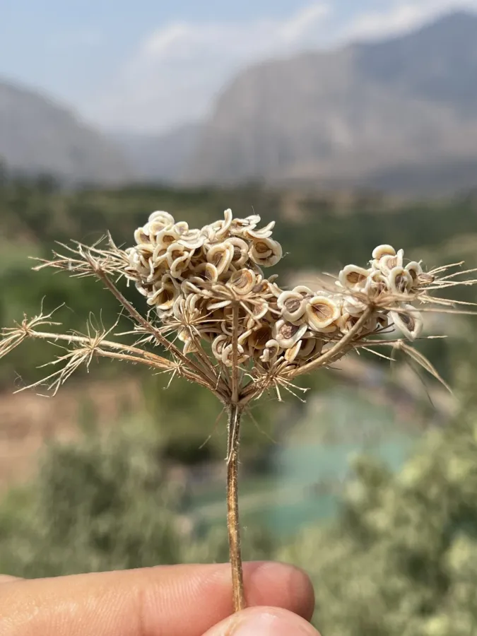 Tordylium cordatum