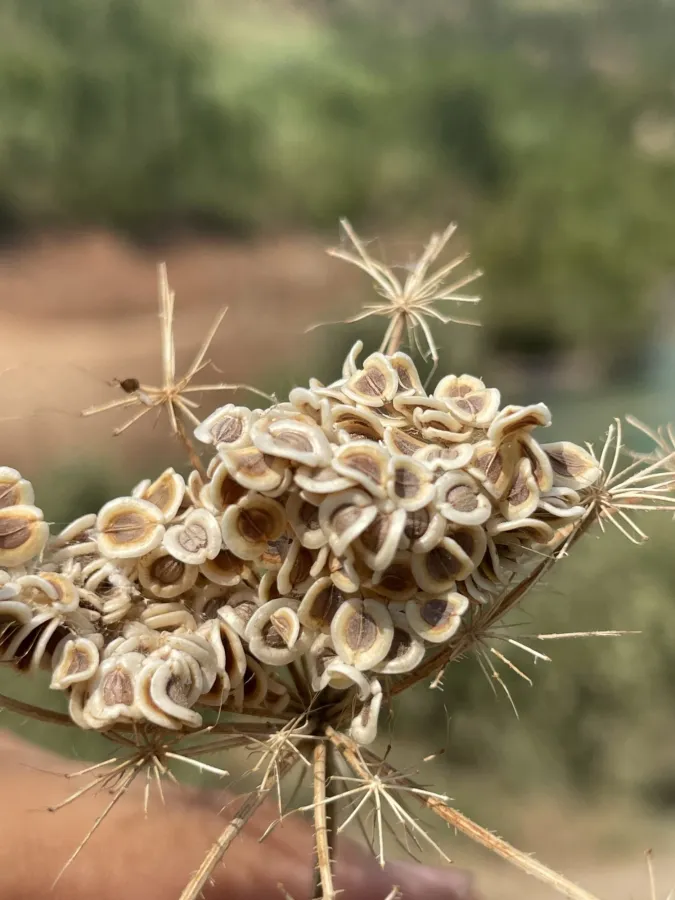 Tordylium cordatum