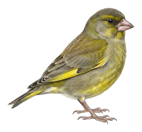 European Greenfinch