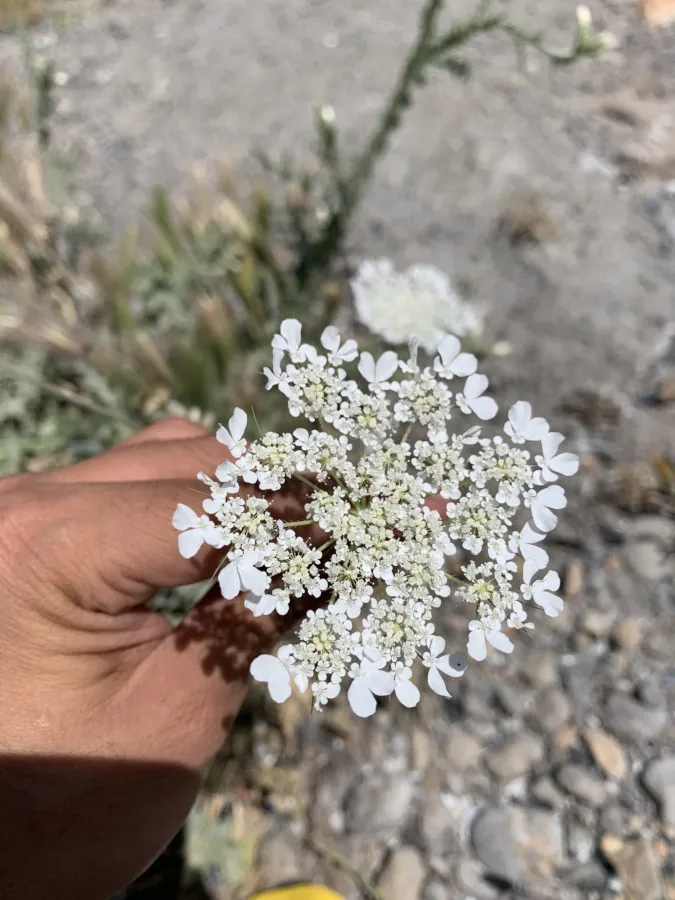 Tordylium trachycarpum
