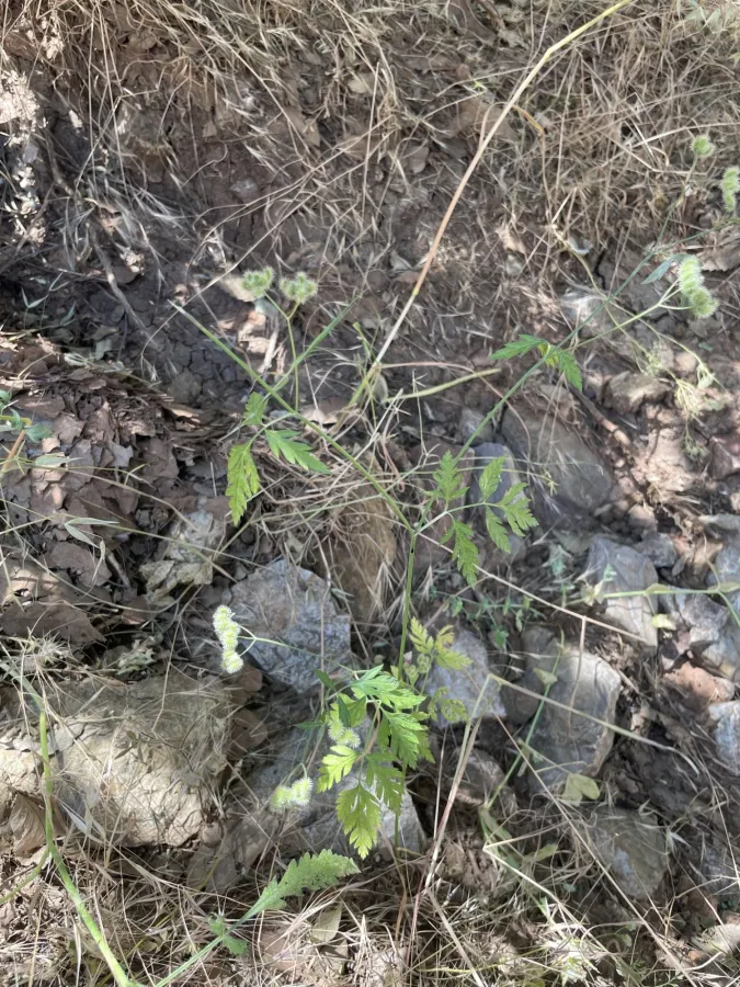 Torilis arvensis