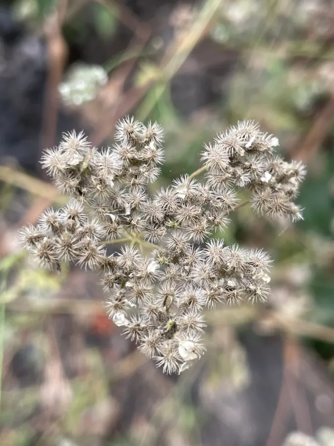 Torilis arvensis