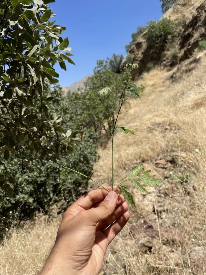 Torilis arvensis