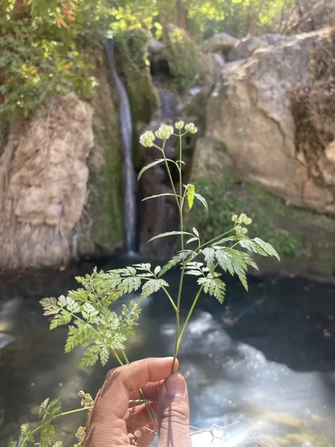 Torilis arvensis