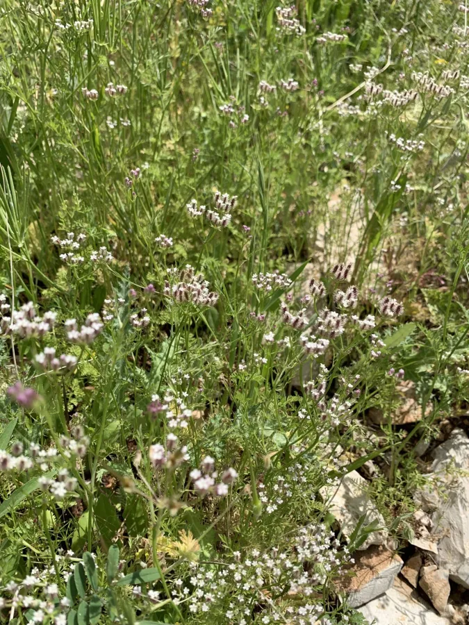Torilis leptocarpa