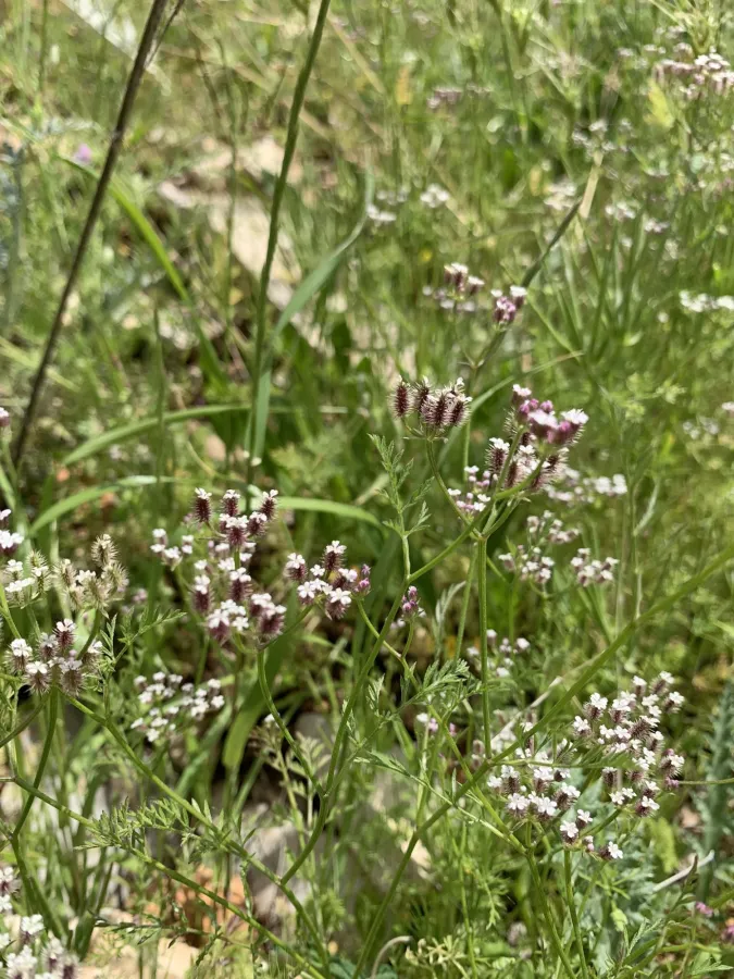 Torilis leptocarpa