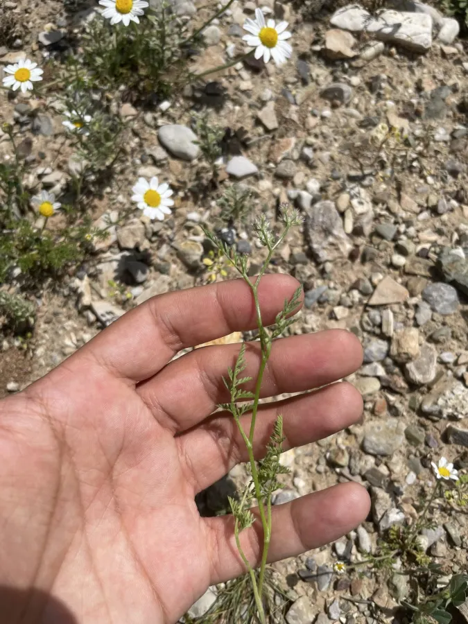 Torilis leptocarpa