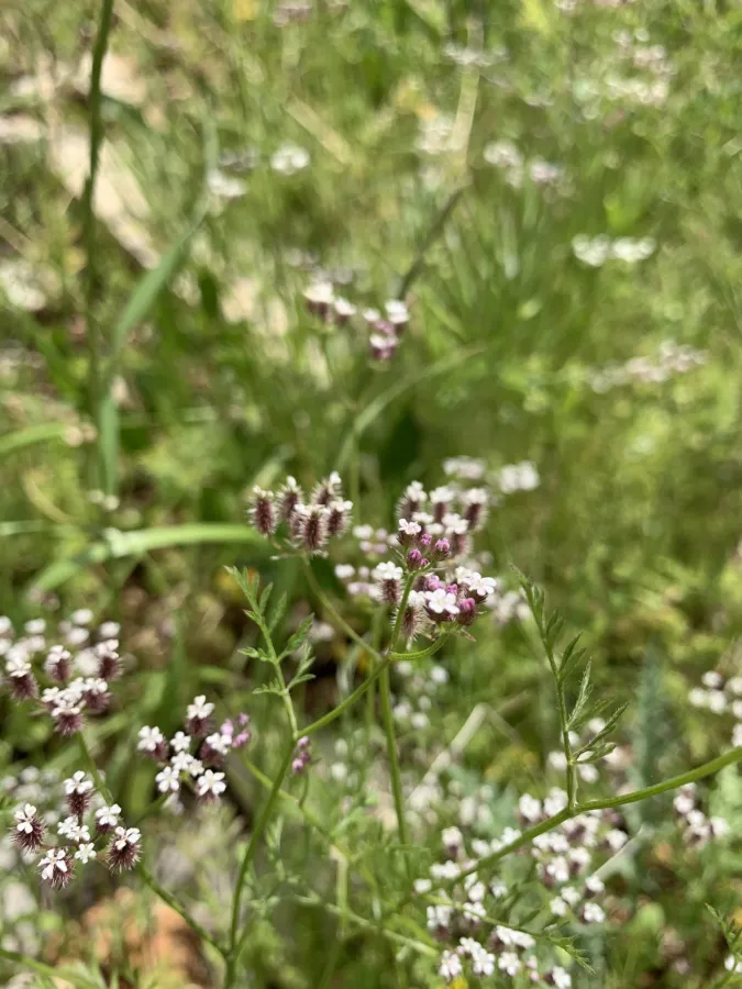 Torilis leptocarpa