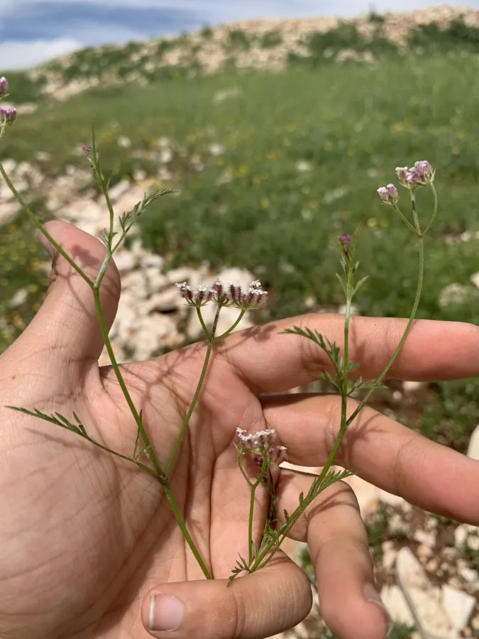 Torilis leptocarpa