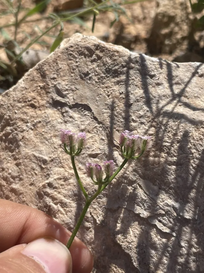 Torilis leptophylla