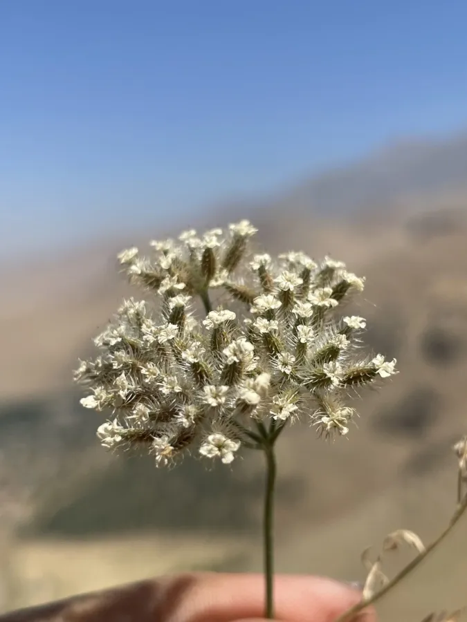 Torilis leptophylla
