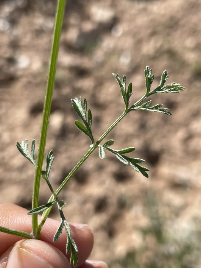 Torilis leptophylla