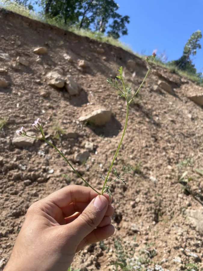 Torilis leptophylla