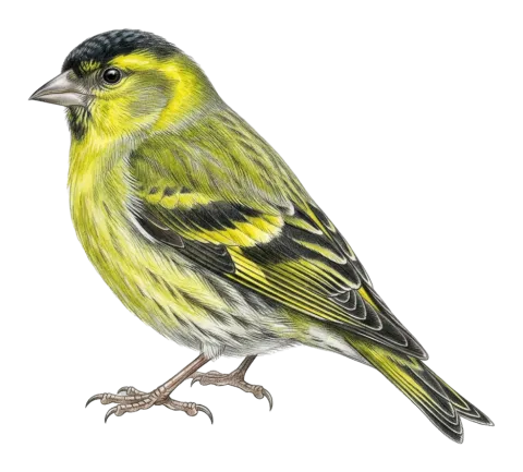 Eurasian Siskin